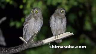 リュウキュウコノハズク巣立ちビナ(動画あり)