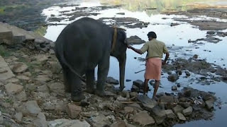 preview picture of video 'kodanad's elephants bathing in kerala, india (pt 1)'