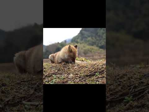アカギツネまたは普通のキツネ