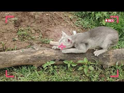 Funny 🐈 cat movement, pussycat, pet lovers, by - Aparajita Pandey