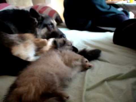 Ira z Polytanu  i Vanilka Salik Chatanga...