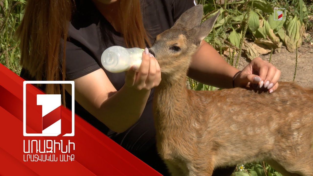 Երևանի կենդանաբանական այգին նոր բնակիչ ունի