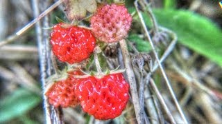 Wild Strawberries in the Yard