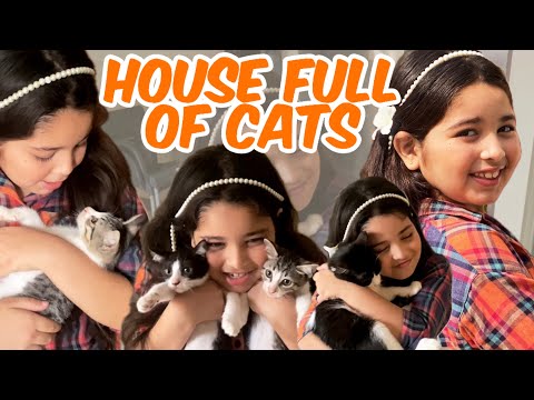 Aayat Arif || House Full of cats & Rain (today) || vlog