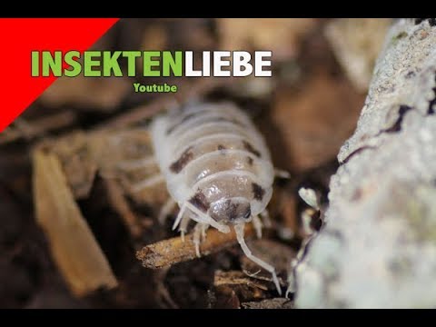 Der gute Spray von der Schuppenflechte Atopitscheski die Hautentzündung beim erwachsenen Foto mit den Erklärungen