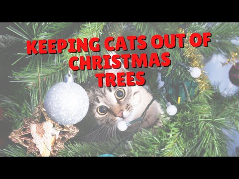 How To Keep Cats Out Of The Holiday Tree | Two Crazy Cat Ladies