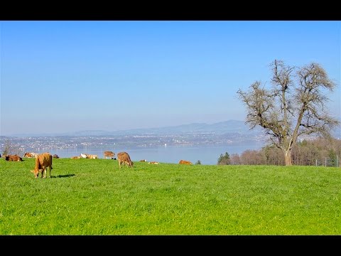 Original Atmovie UHD 4K - Kuh, Kalb und Stier an der Frühlingssonne