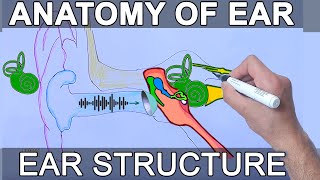 Anatomy of Ear | Structure and Basic functions