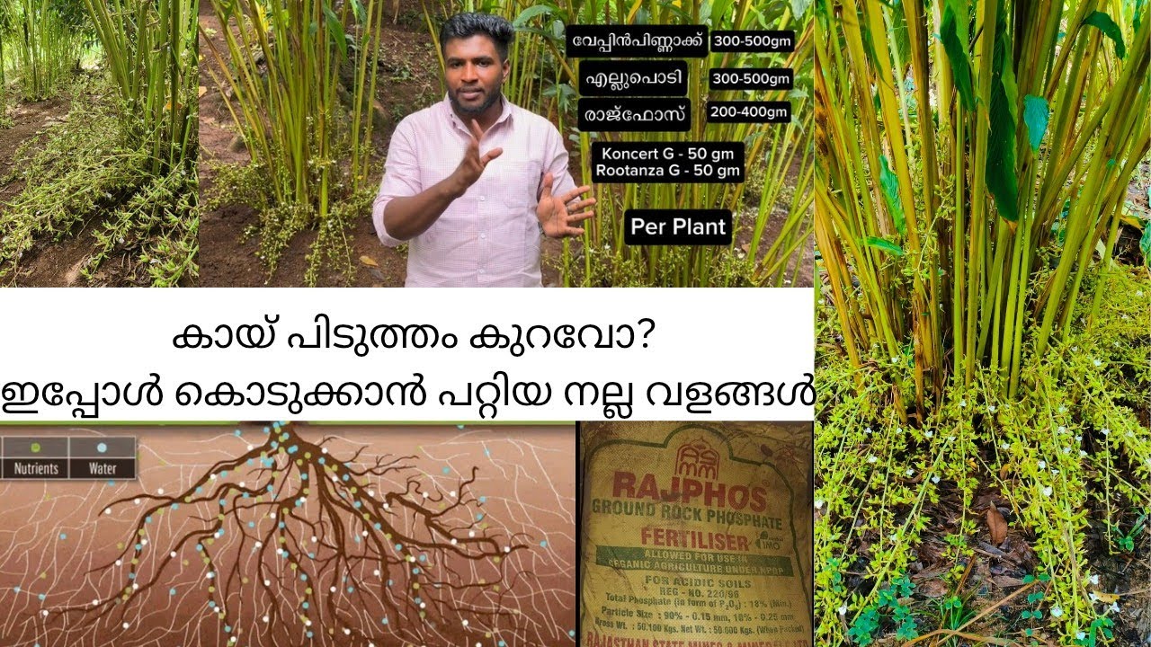 കായ് പിടുത്തതിന് കൊടുക്കാൻ പറ്റിയ കിടിലൻ വളങ്ങൾ.  | Great fertilizers to give to fruit trees.