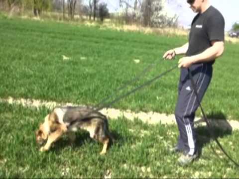 Hannibal z Medvedej Doliny, Track