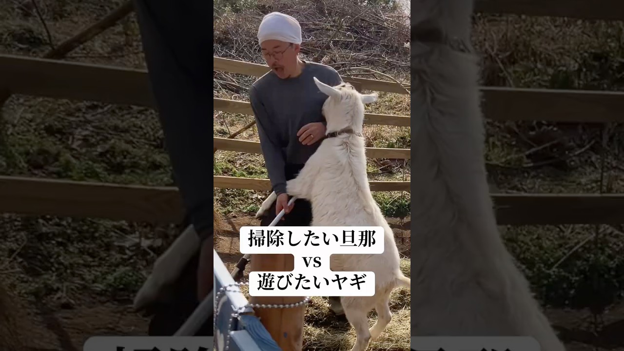 掃除させたれwwwww #日常 #ヤギ #旦那