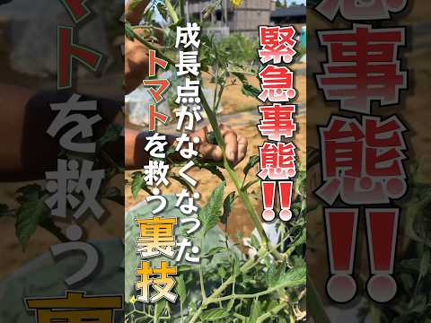 トマトの葉に白い斑点ができる 3 つの原因 (およびその対処法)  庭園