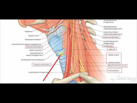 nerves deep to sternomastoid 2
