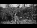 Nurse With Wound ~ "Swamp Rat"