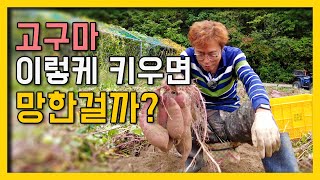 설마 고구마 농사까지 망한건 아니지 ? 댕댕이들과 고구마 수확하는 날~~
