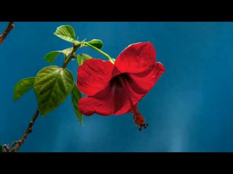 शब्द बिना सारा जग अंधा / Shabad Bina Saara Jag Andha / Radha Soami Shabad / Latest Shabad / गुरुवाणी