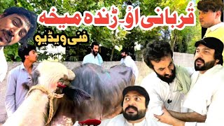 Download lagu Qurbani Ao Randa Meha Funny Video By PK Plus Vines mp3