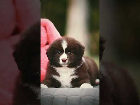 Australian Shepherd puppy for sale