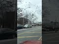 Brooklyn Seagulls Frenzy