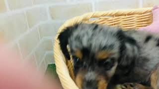 ハーフ犬の動画01