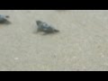 Isaac Storm Turtles Hatching 