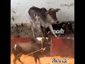 Mr Kallai Sakthi Jallikattu Kallakurichi Tn15 Whatsappstatus ️