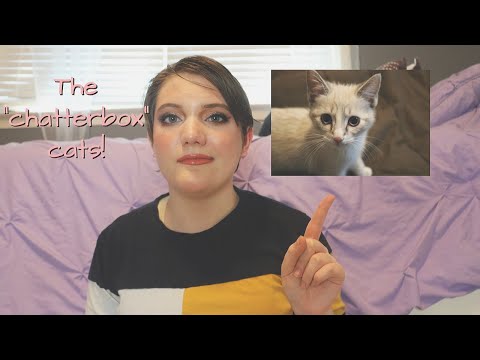 ALL ABOUT SIAMESE CATS // Genetics, Personality, and More! - Cat Colors Episode 5