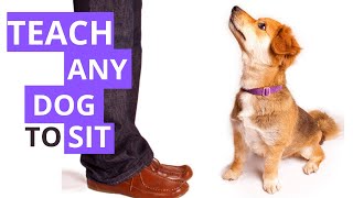 Easy Way to Teach your Puppy to Sit