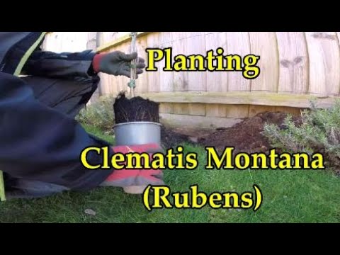CLEMATIS MONTANA (Rubens) Planting and fixing support wires
