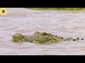 Crocodiles Vs Gazelles Natural World The Crossing Wildlife Documentary Hub