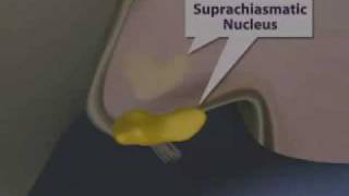 Suprachiasmatic Nucleus - Circadian Rhythms