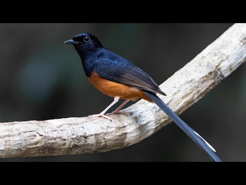 Most wanted Pet | White-rumped Shama at his natural and peaceful habitat | #communitysupport