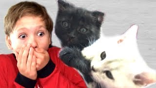 КОЛЯ и Кошка Марфа СПАСАЮТ от СМЕРТИ Котёнка НИКИСА