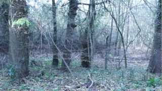 Seed To Tree - Tree (LakustX Session)