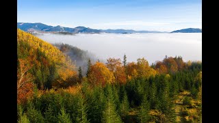 Видеосъемка с квадрокоптера (дрона) в парке