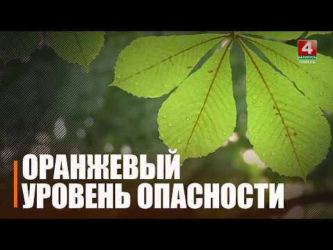 Дожди, грозы, шквалистое усиление ветра. На Гомельщине объявлен оранжевый уровень опасности видео
