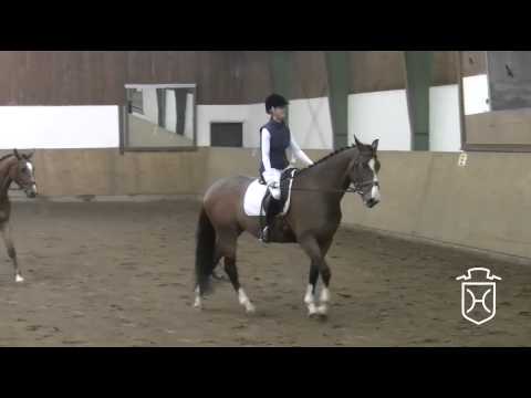 Holsteiner Stute von Caretino - Alcatraz - Lord