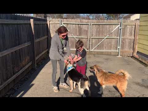 Brody, an adopted Foxhound & Labrador Retriever Mix in Louisville, KY_image-1