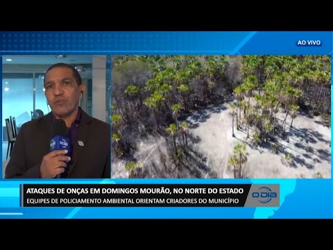 Ataques de onças ao norte do Piauí são registrados no município de Domingos Mourão 13 11 2023