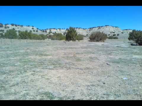 2012.03.16 - Incoming Guinea Fowl