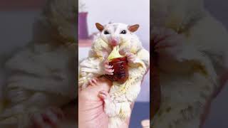 Once You Eat The Silkworm Chrysalis, You Will Feel Anxious.