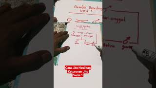 Download lagu Cara menyilangkan ayam bangkok#bk jitu mp3