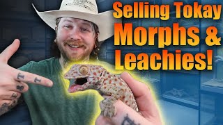 Can't Believe I'm Selling These Geckos...