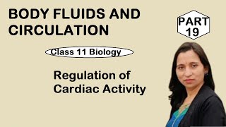 BODY FLUIDS AND CIRCULATION | Regulation of Cardiac Activity |