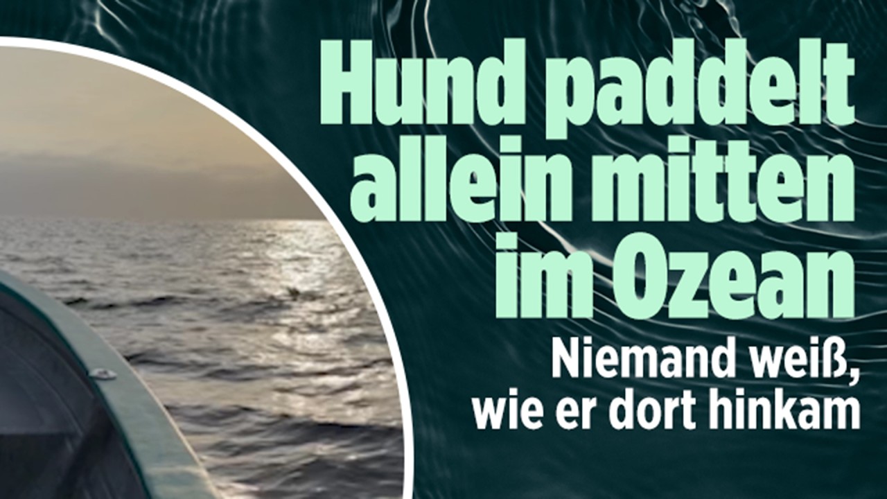 MEXIKO: Fischer entdecken Hund knapp zwei Kilometer vor der Küste!
