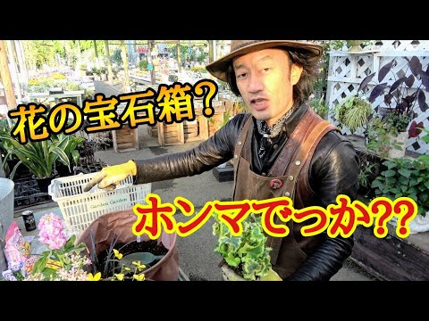 美しい青い花をより効果的に活用するには、セアノサスをいつ、どのように植えればよいでしょうか?  庭園