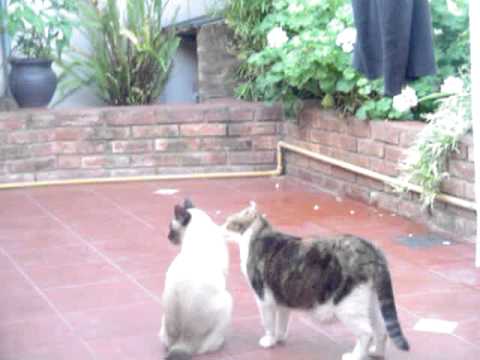 la gata nazira y el gato siames hermes.