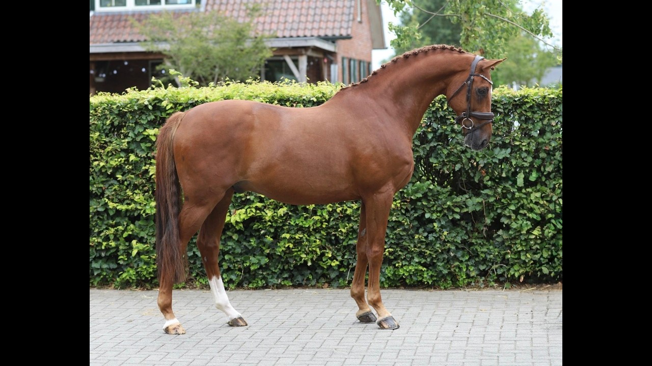 Jabulani Isriwica (CHAMAN x LORD Z) video 1