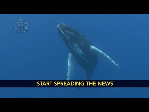 哈德遜河中的座頭鯨獲得了完整的紐約體驗。 (A Humpback Whale In The Hudson River Got The Full New York Experience)