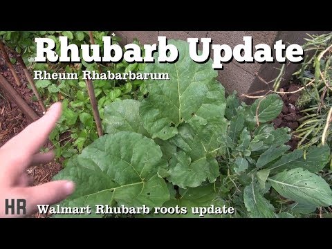 download lagu mp3 mp4 El Celleret Cava, download lagu El Celleret Cava gratis, unduh video klip El Celleret Cava